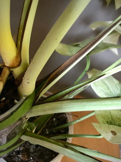 Monstera Jungle Mint ( NoID) sélection “Moonlight”🌔 – Image 7
