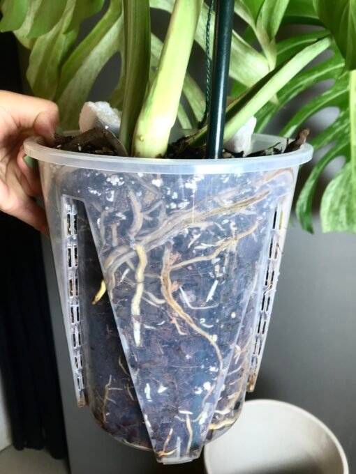 Monstera Jungle Mint ( NoID) XL – Image 6