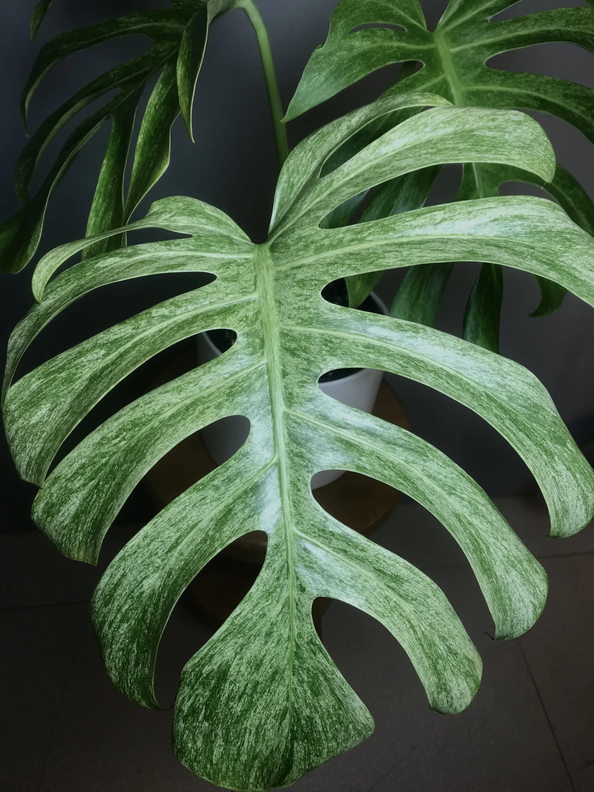 Monstera Jungle Mint (NoID) Fullmint N2 5 Monstera Jungle Mint (NoID) Fullmint N2 – Image 5