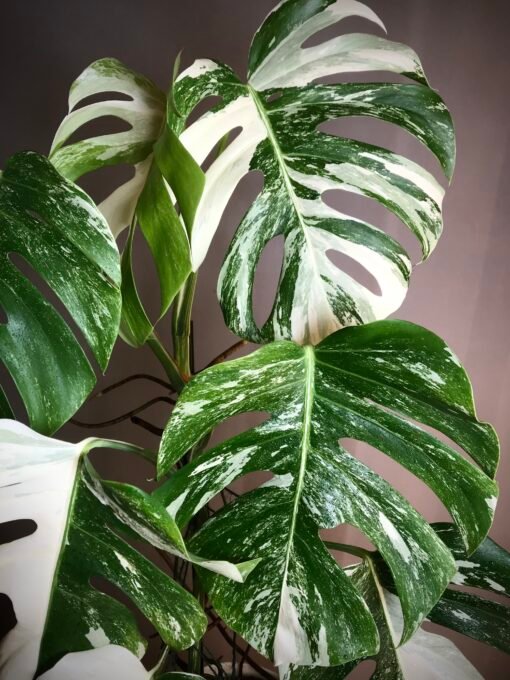 Monstera Albo Variegata N2 – Image 4