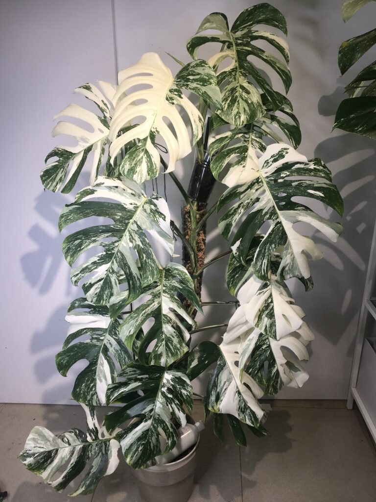 Vente Albo Monstera plante coupe mature belle plante de maison bouture -   France