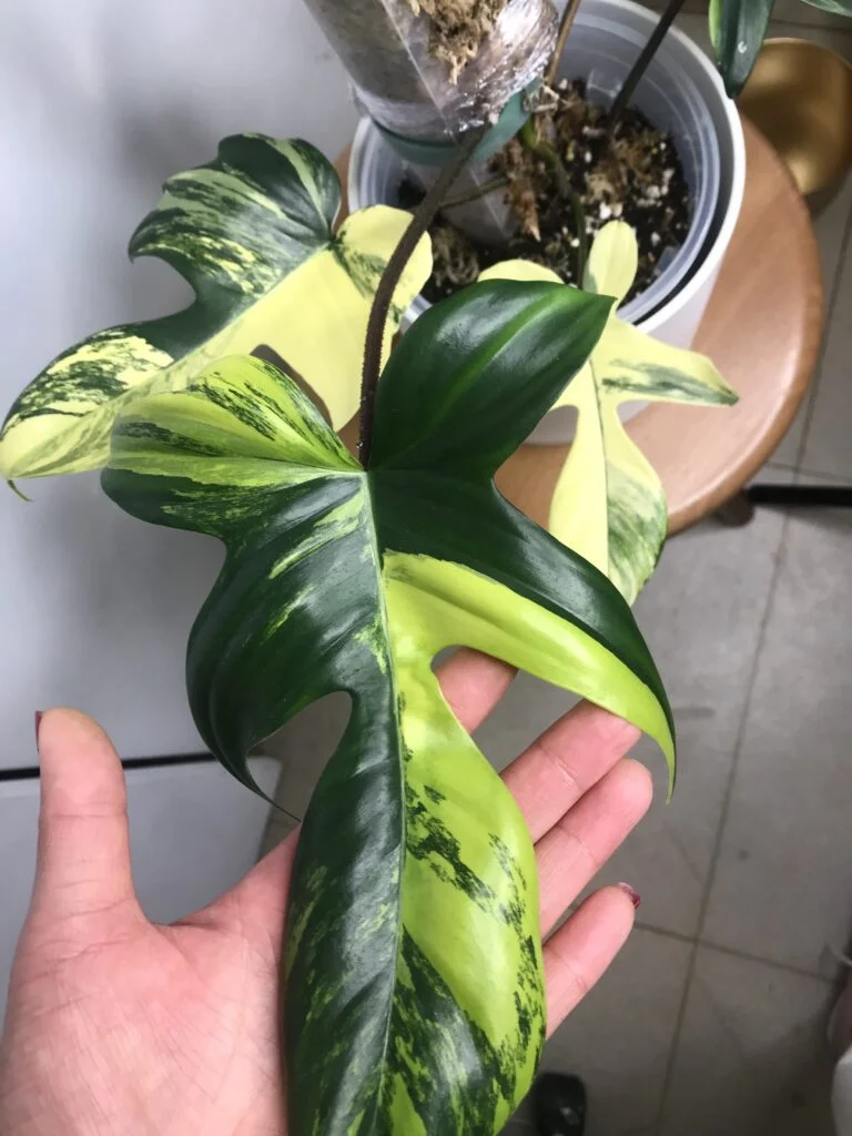 Entretien de la Monstera Variegata 1 5 2F3ED750 AE41 4268 94C1 15F1BA850A34