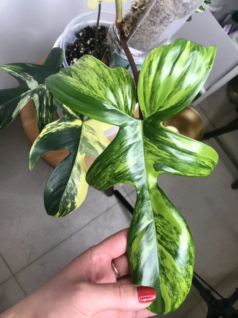 Entretien de la Monstera Variegata 1 6 96FBBB9A C0FD 4189 AD36 907DDFBEDD2F