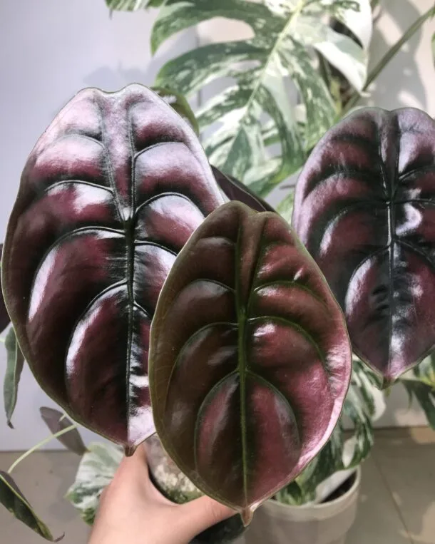 Alocasia red secret bébé