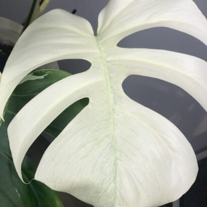 Monstera Noid Mint