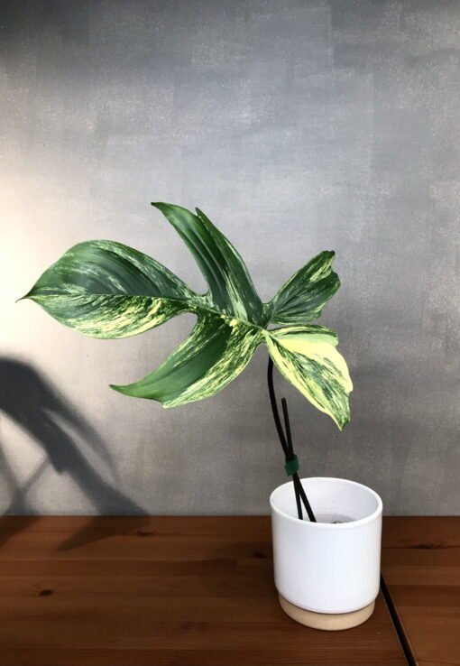 Philodendron Florida beauty variegata bouture N3