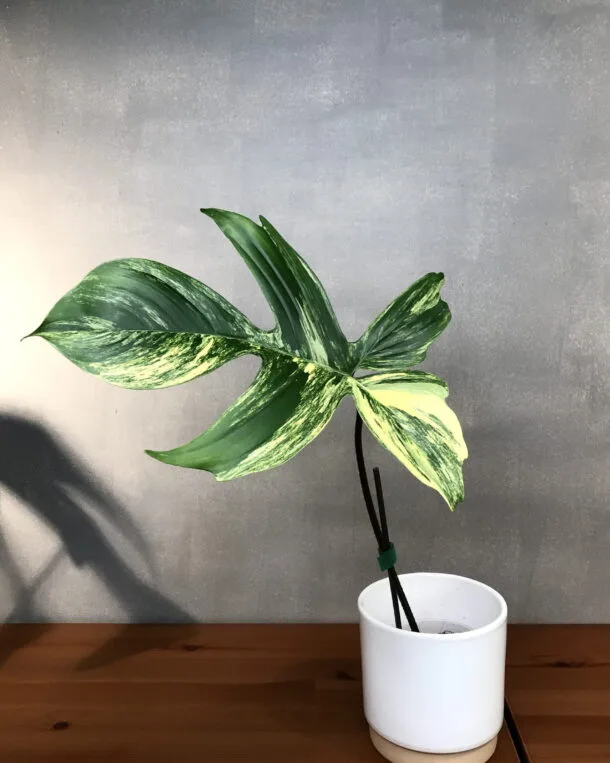 Accueil 22 Philodendron Florida beauty variegata bouture N3