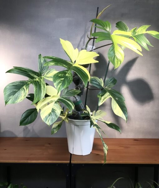 Philodendron Florida beauty variegata bouture N3 – Image 3