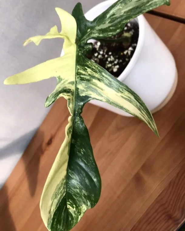 Philodendron Florida beauty variegata bouture N1