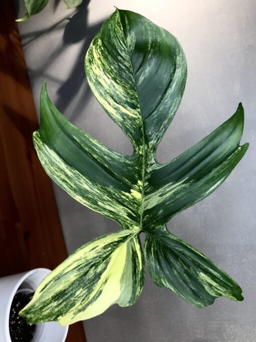 Philodendron Florida beauty variegata bouture N3 – Image 2