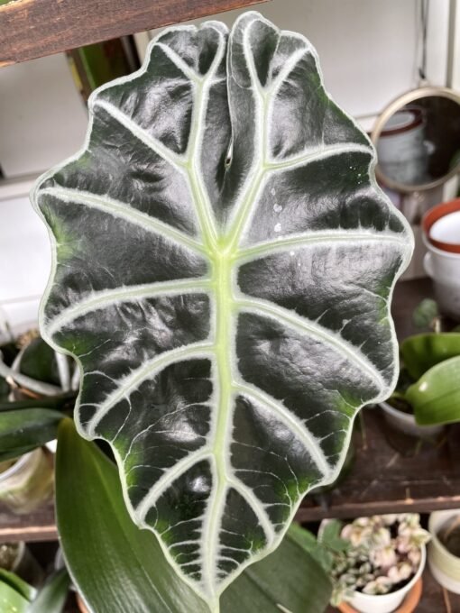 Alocasia Polly