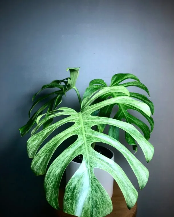 3EF69547 535B 4E8B 8EE9 1C616D77CE8C scaled