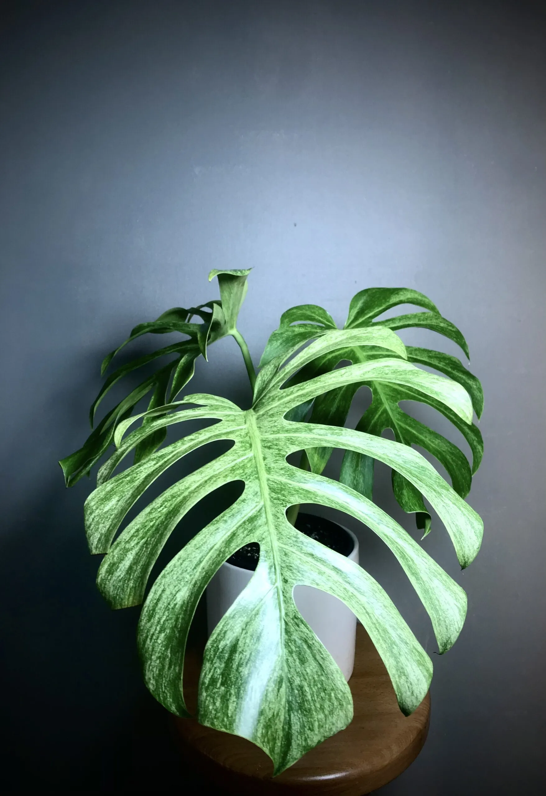 Monstera Jungle Mint (NoID) Fullmint N2 3 Monstera Jungle Mint (NoID) Fullmint N2 – Image 3