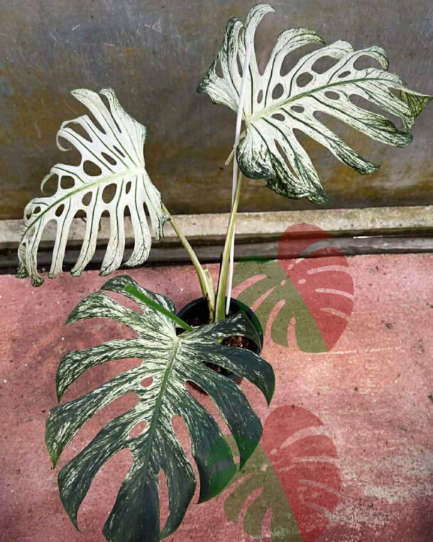 Monstera Devil Monster