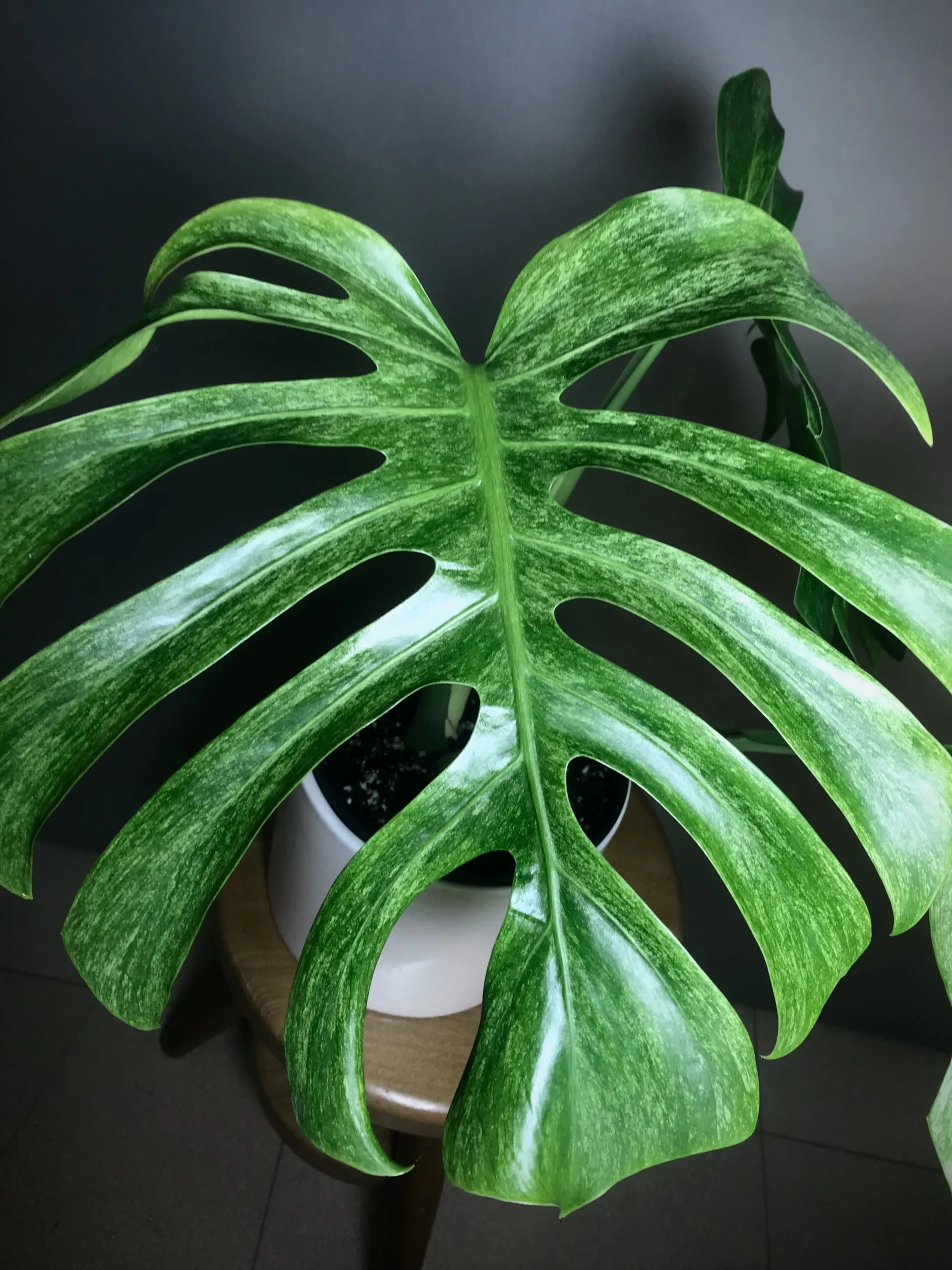 Monstera Jungle Mint (NoID) Fullmint N2 4 Monstera Jungle Mint (NoID) Fullmint N2 – Image 4