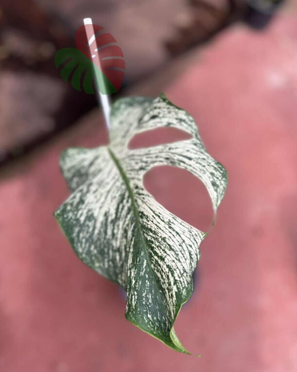 Monstera Devil Monster Bouture de feuille