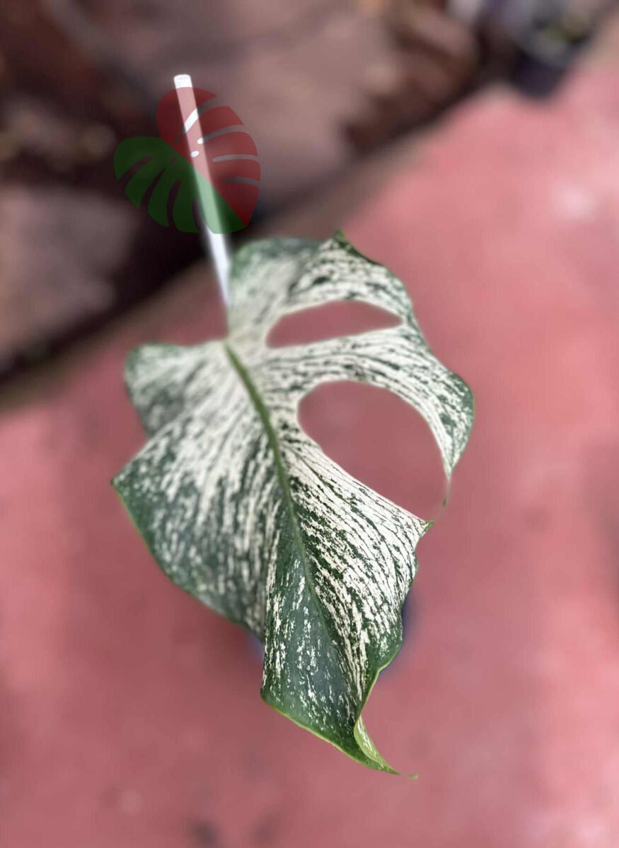 Monstera Devil Monster Bouture de feuille