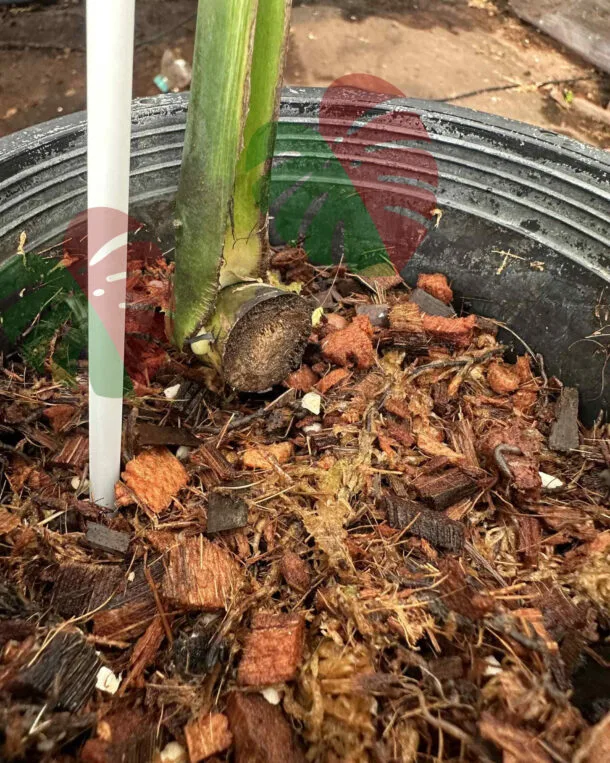 Monstera Devil Monster