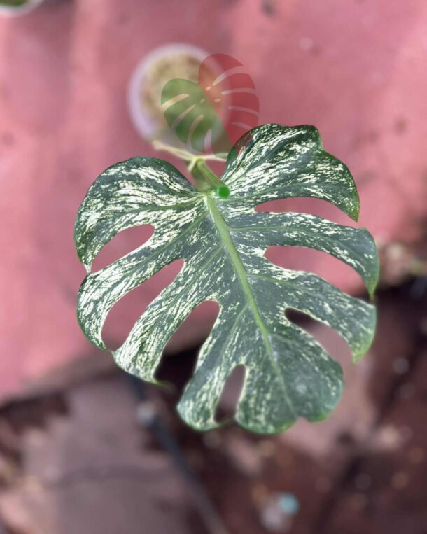 Monstera Devil Monster