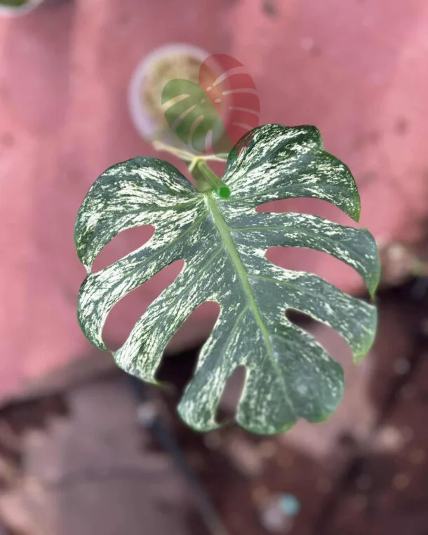 Monstera Devil Monster