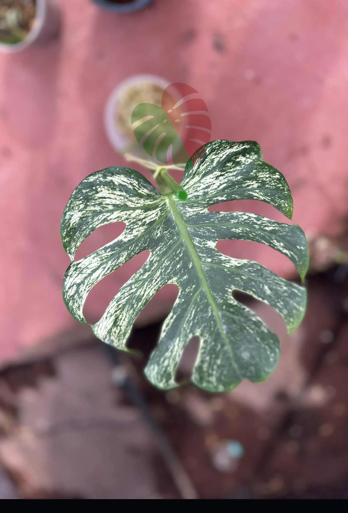 Monstera Devil Monster
