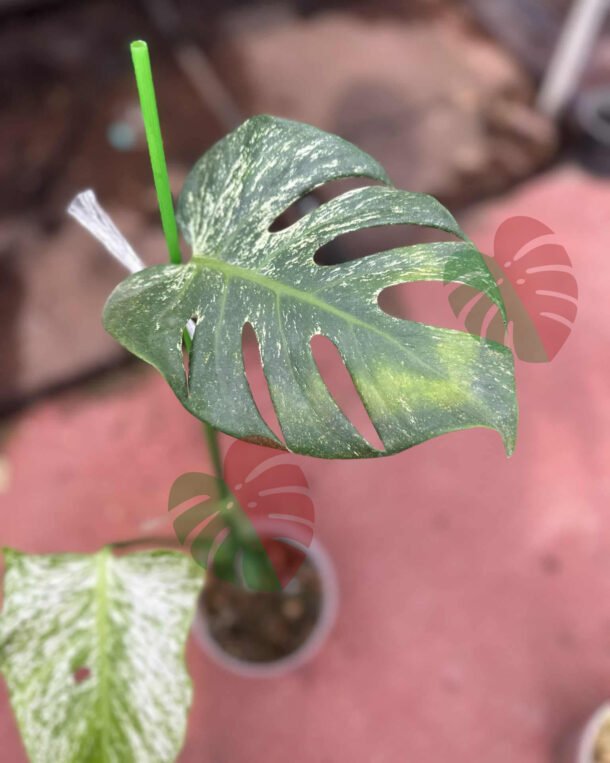 Monstera Devil Monster