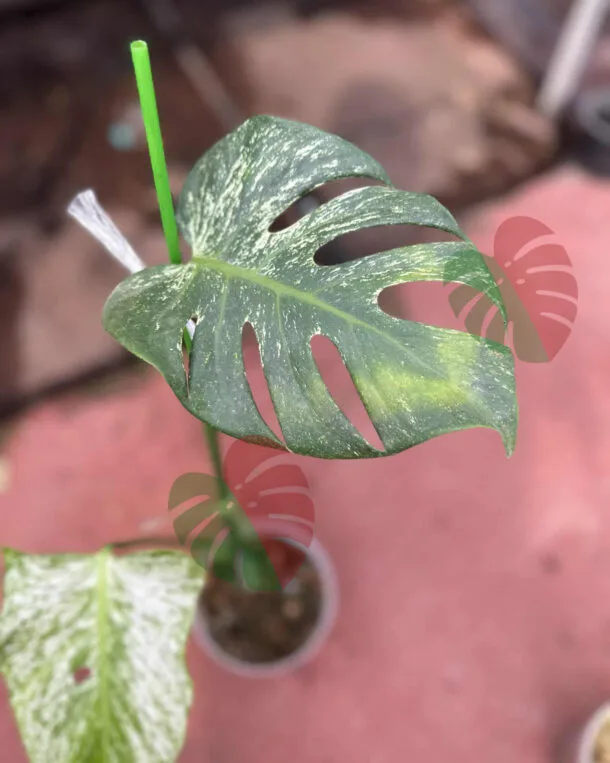 Monstera Devil Monster