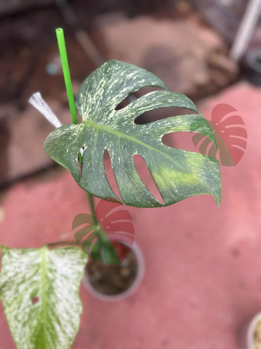 Monstera Devil Monster