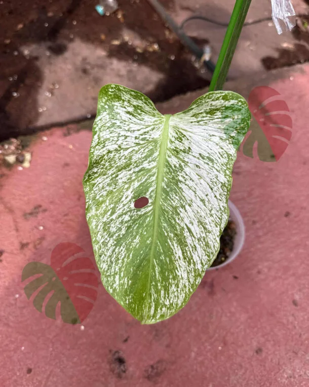 Monstera Devil Monster