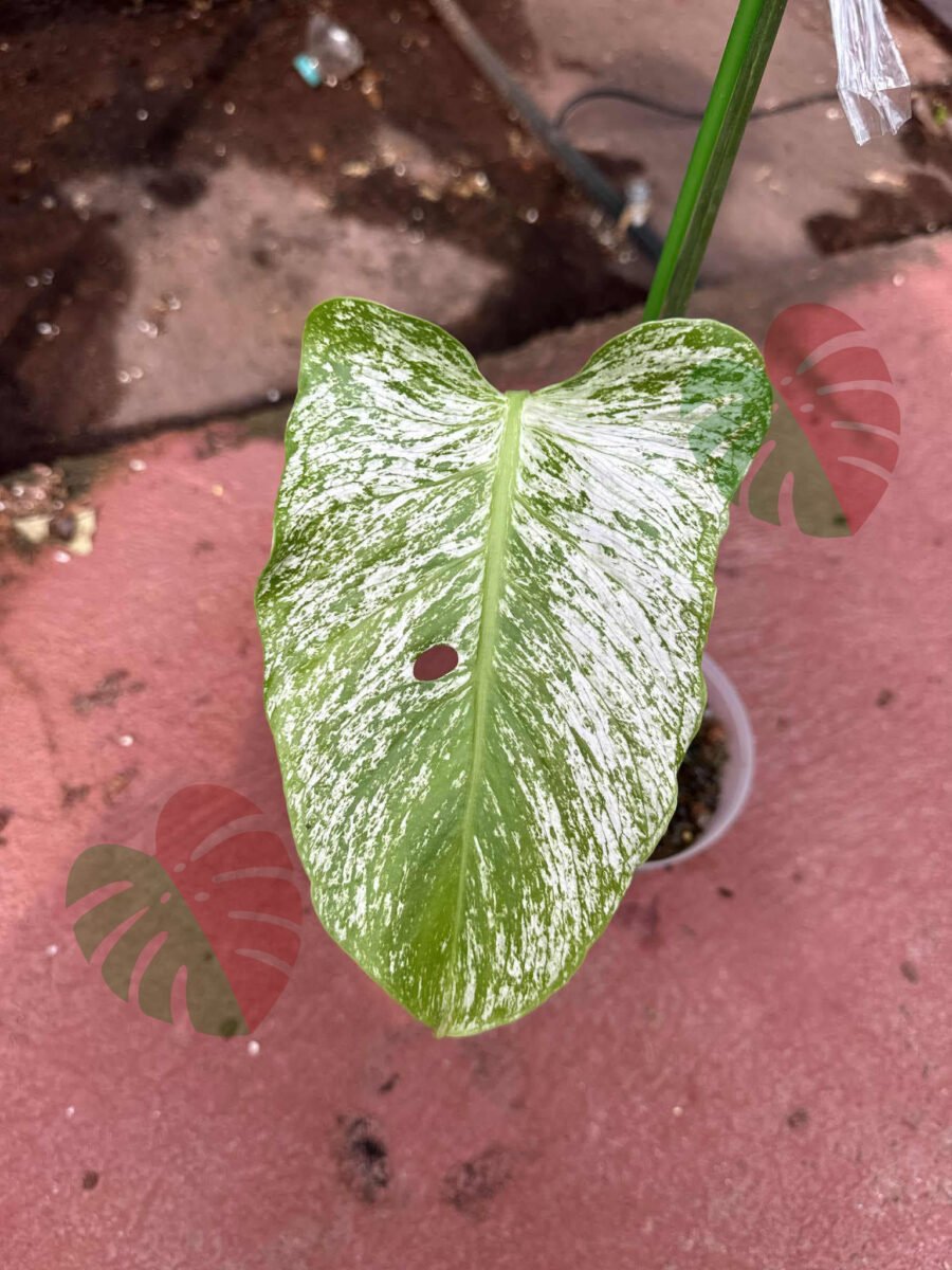 Monstera Devil Monster