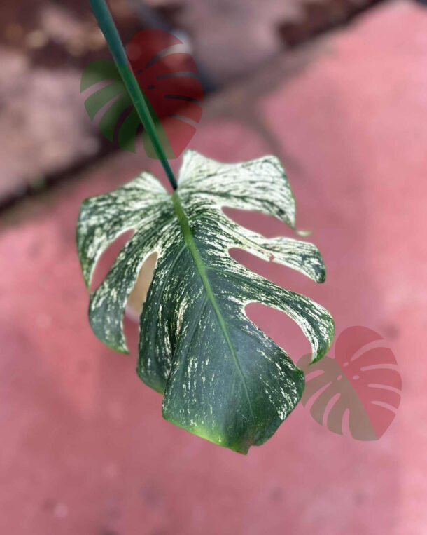 Monstera Devil Monster