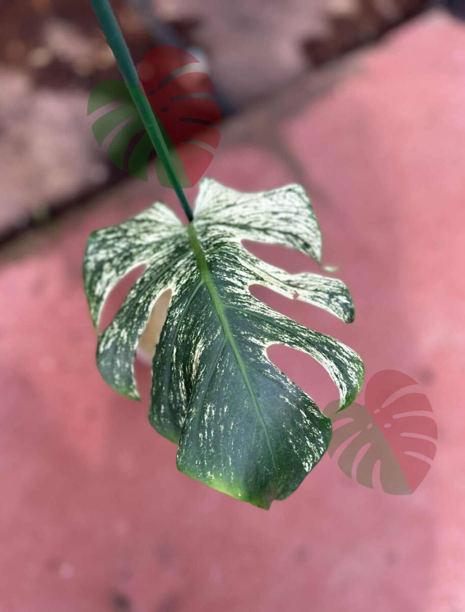 Monstera Devil Monster