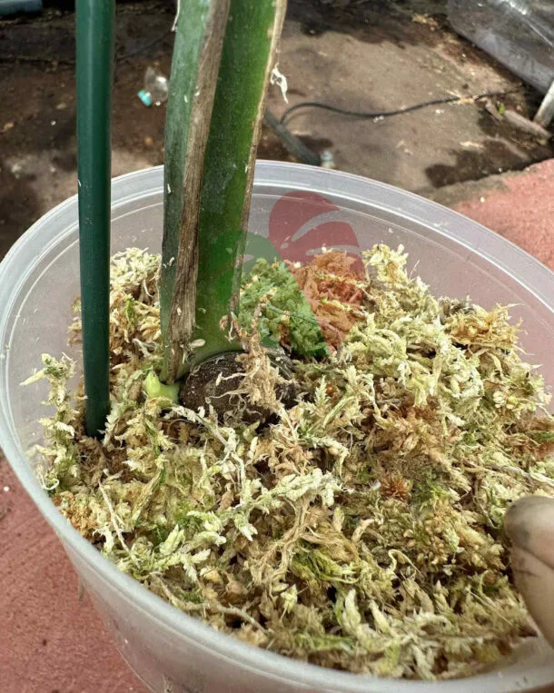 Monstera Devil Monster