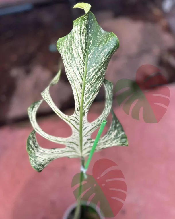 Monstera Devil Monster