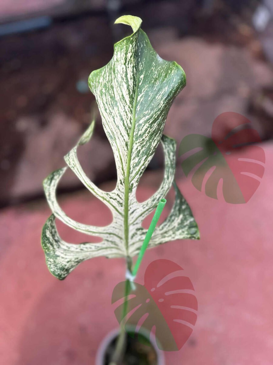 Monstera Devil Monster