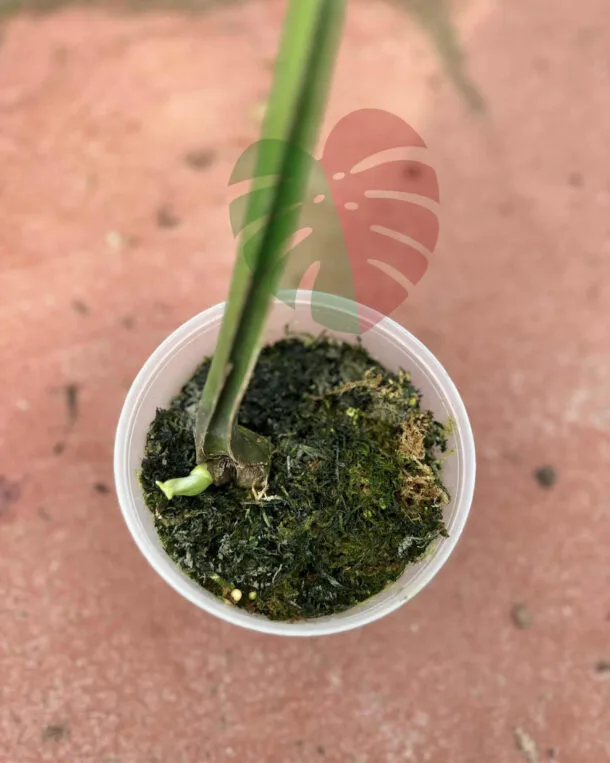 Monstera Devil Monster