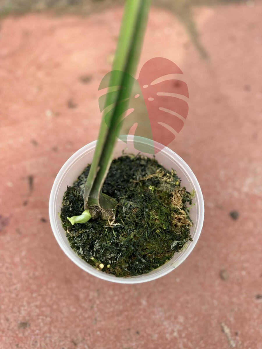 Monstera Devil Monster