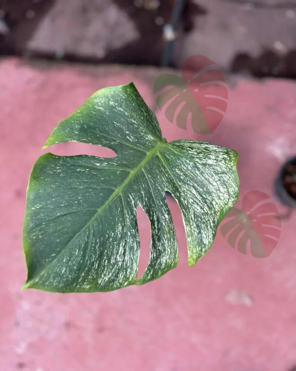 Monstera Devil Monster