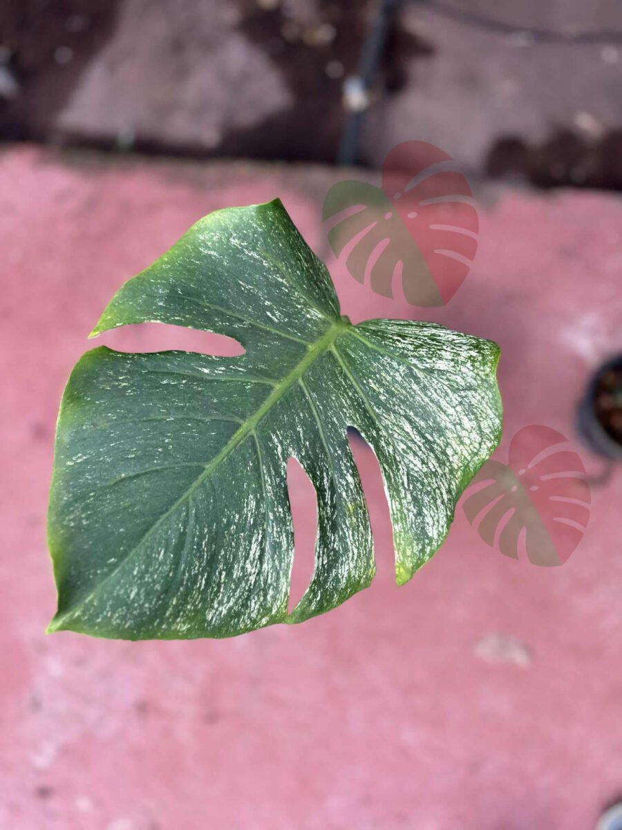 Monstera Devil Monster