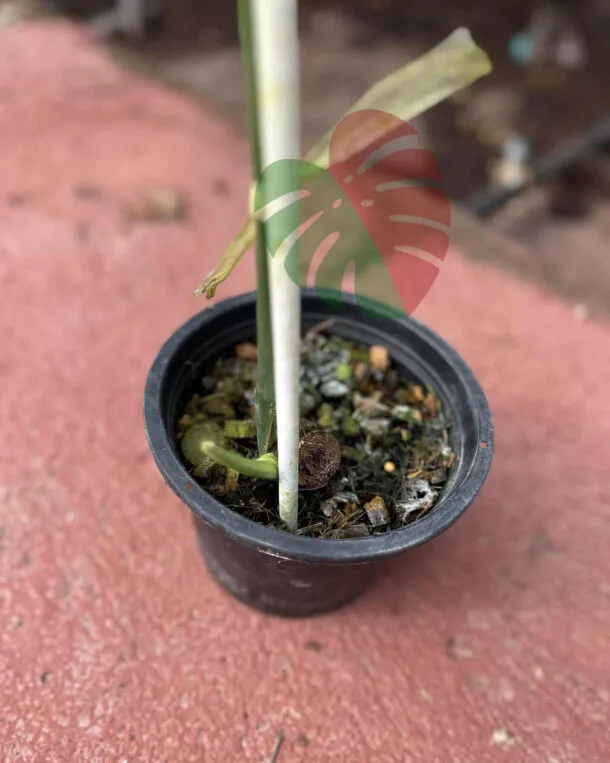 Monstera Devil Monster