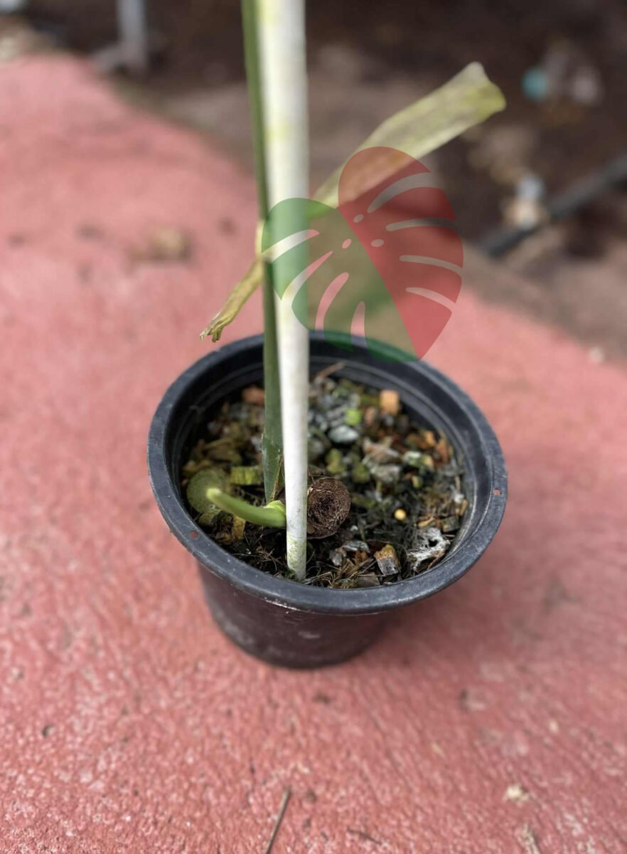 Monstera Devil Monster