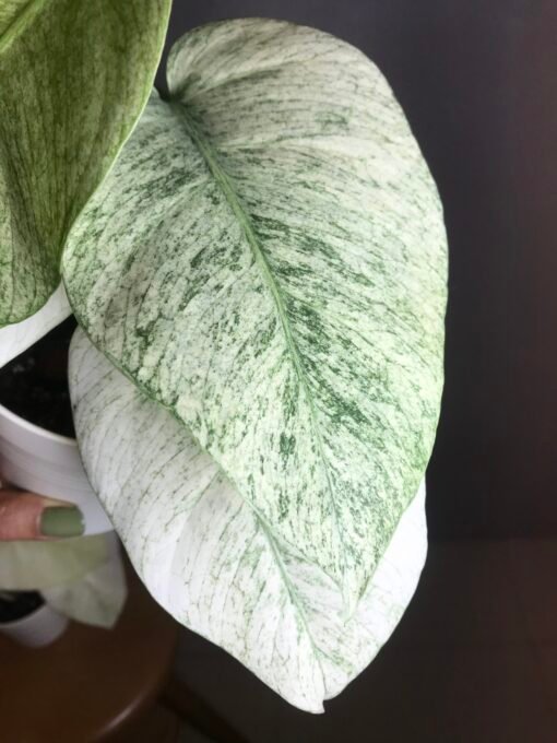 🍀réseevée🍀Monstera Jungle Mint ( NoID) N5 – Image 3