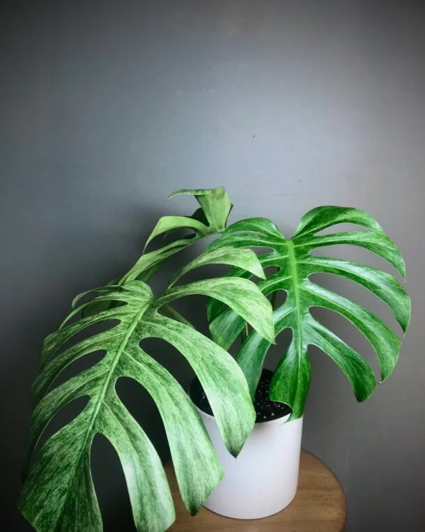 Monstera Jungle Mint (NoID） Fullmint N2