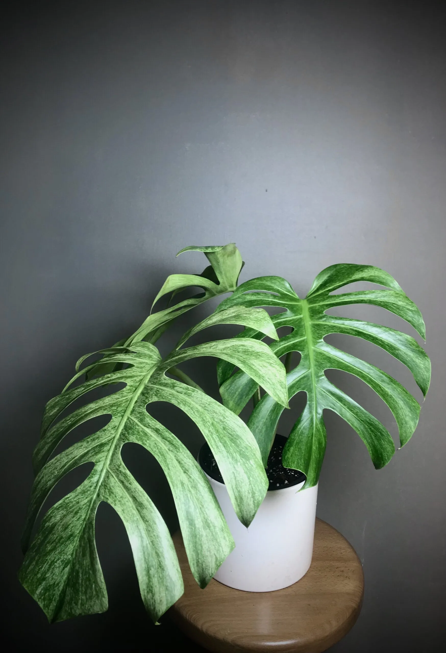 Monstera Jungle Mint (NoID) Fullmint N2 1 Monstera Jungle Mint (NoID) Fullmint N2
