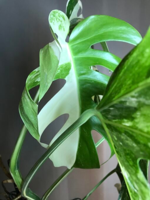 Monstera Albo Variegata N2 – Image 5