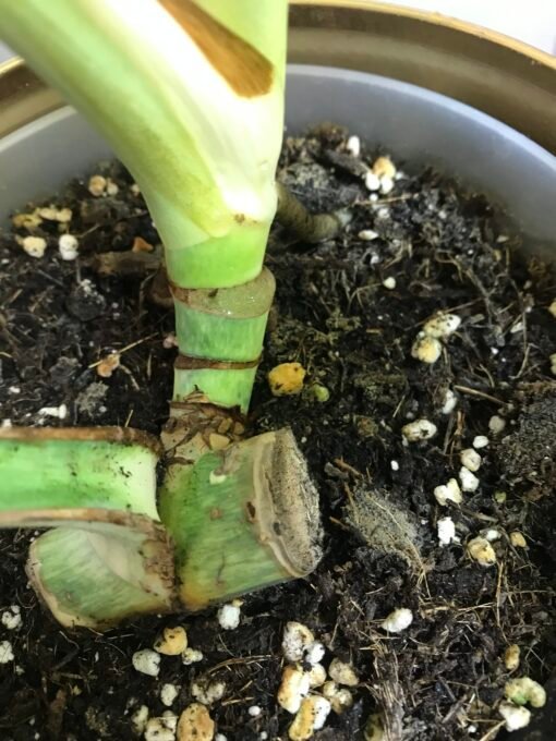 Monstera Jungle Mint ( NoID) N3 – Image 8