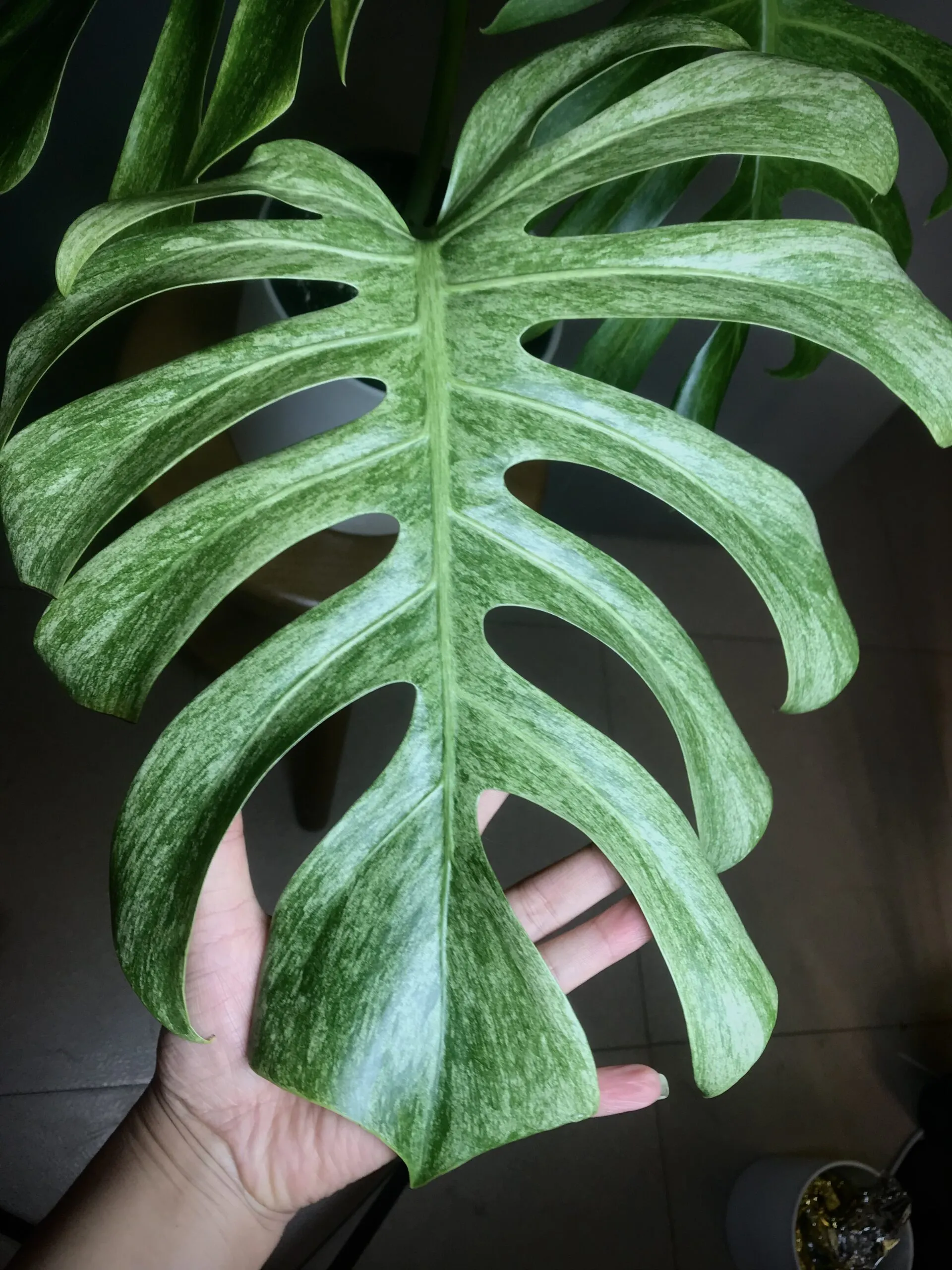 Monstera Jungle Mint (NoID) Fullmint N2 6 Monstera Jungle Mint (NoID) Fullmint N2 – Image 6