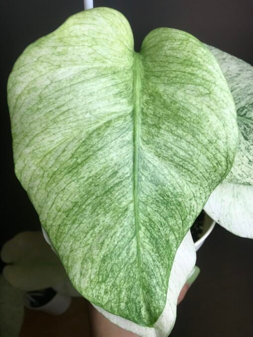 🍀réseevée🍀Monstera Jungle Mint ( NoID) N5 – Image 2