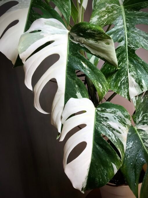 Monstera Albo Variegata N2 – Image 2