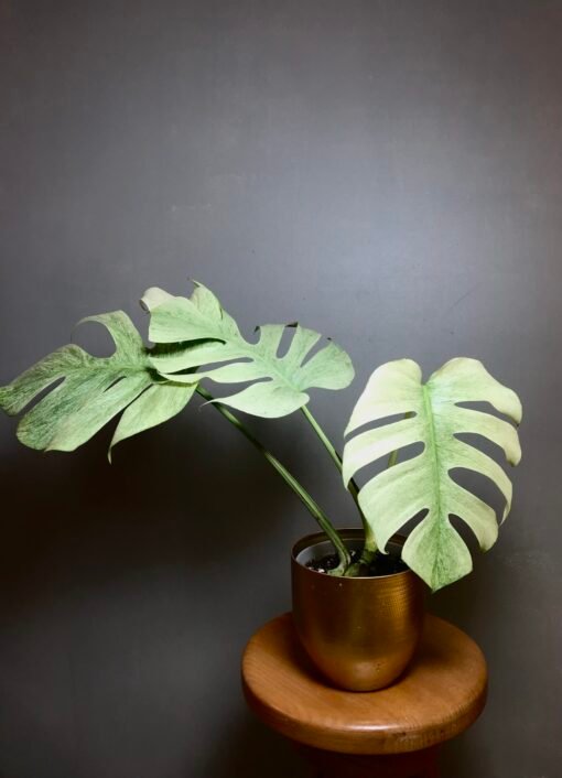 Monstera Jungle Mint ( NoID) N3